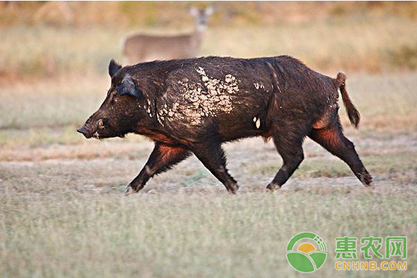 浅析规模猪场后备母猪与种公猪的管理要点