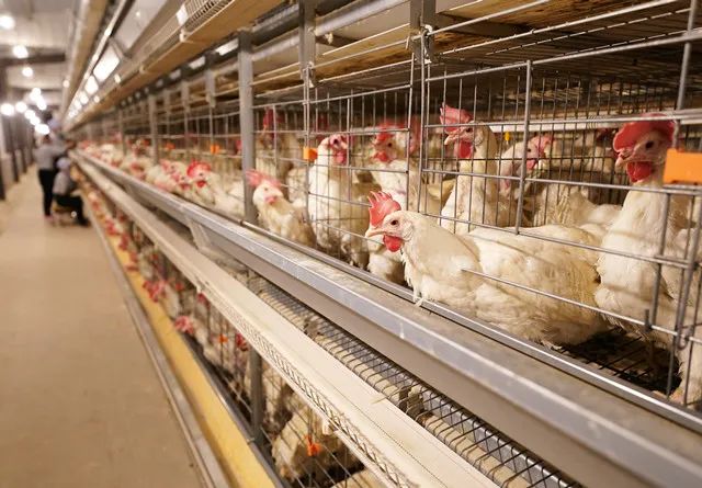 蛋鸡产业面临三大“卡脖子”难题