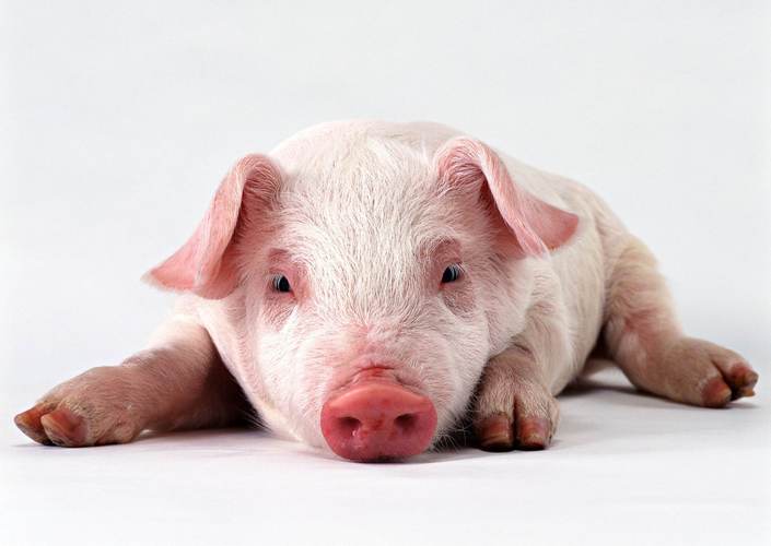 农业农村部修订印发生猪产能调控实施方案